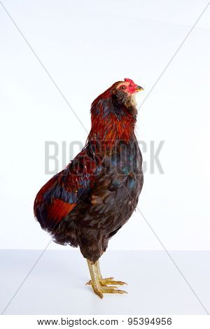 Male Rooster Araucana Easter egger breed in white background