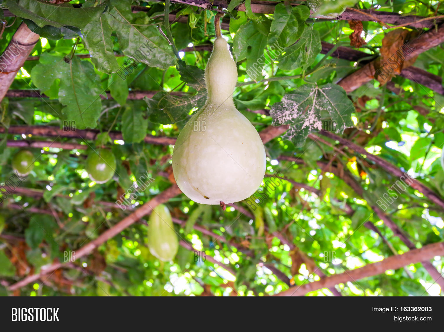 Fresh Bottle Gourd, Image & Photo (Free Trial) Bigstock
