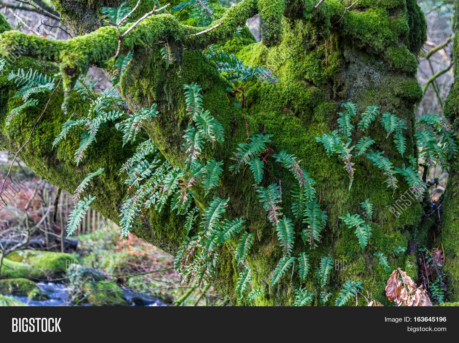 папоротник дальневосточный. папоротники сложнее мхов. Pileanthus vernicosus. мохообразные растения и папоротники. папоротник neolepisorus truncatus.