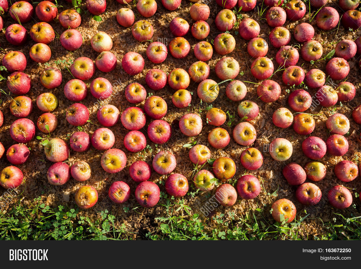 Italian Typical Apples Image & Photo (Free Trial) Bigstock
