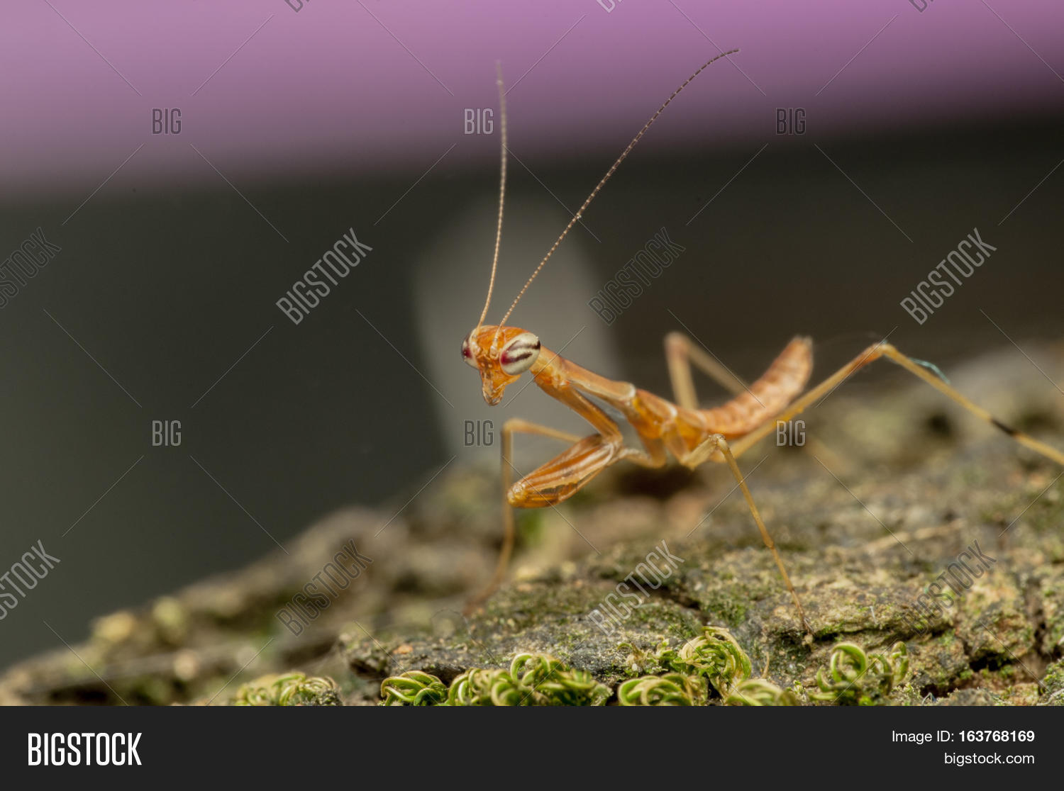 Yellow Praying Mantis Image & Photo (Free Trial) Bigstock