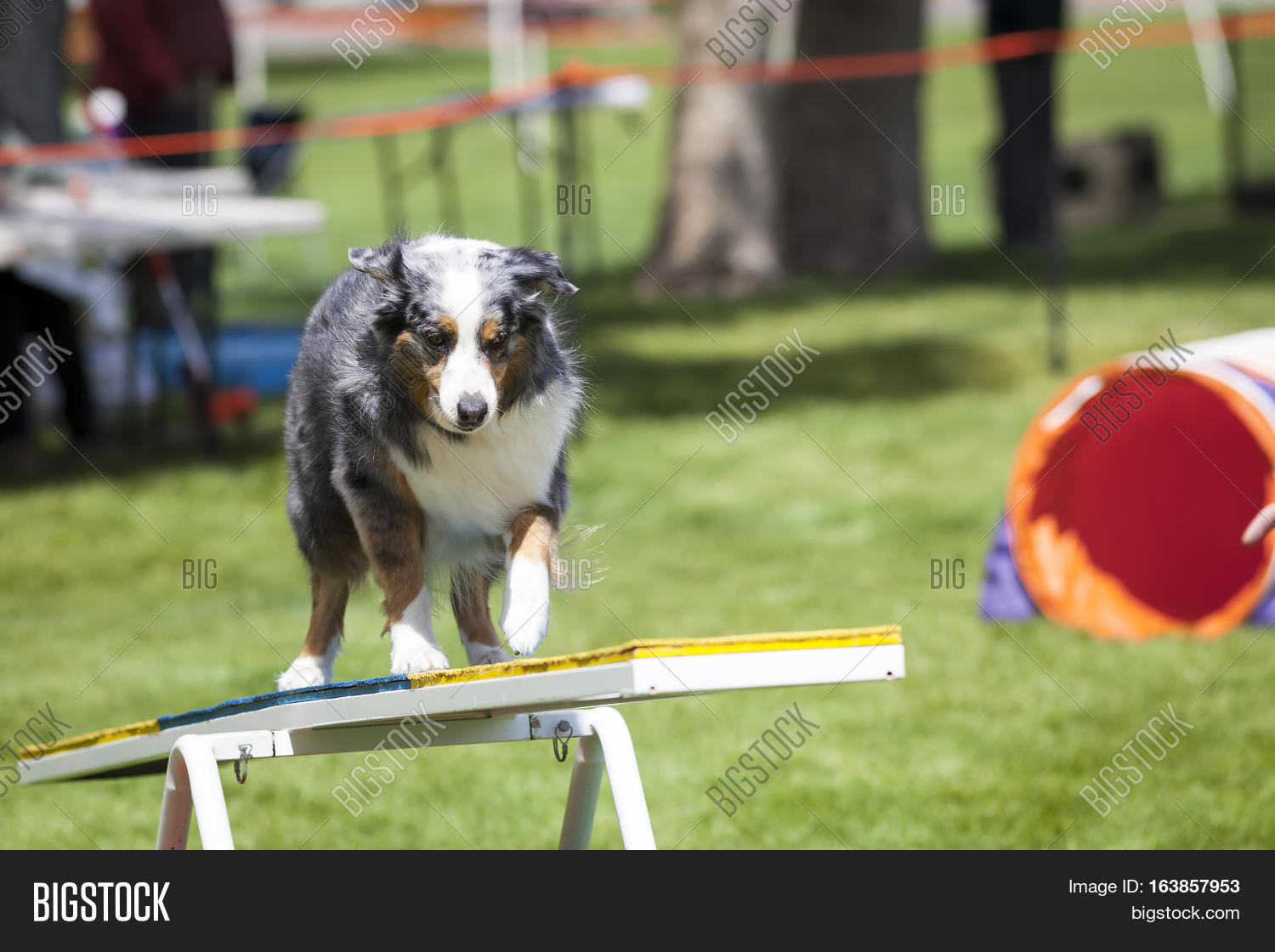 Agility Dog Crossing Image & Photo (Free Trial) | Bigstock