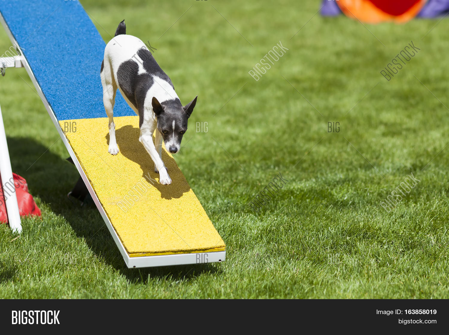 Agility Dog On SeeSaw Image & Photo (Free Trial) Bigstock