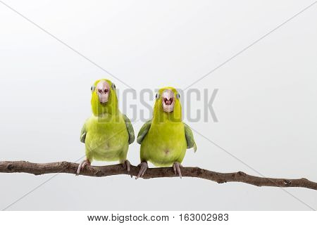Pastel Green Forpus Bird Chick