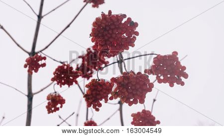 Winter Viburnum, Viburnum Fruit On The Tree, Ukrainian Kalina, Healthy Lifestyle, Fructarians