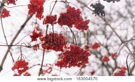 Winter Viburnum, Viburnum Fruit On The Tree, Ukrainian Kalina, Healthy Lifestyle, Fructarians
