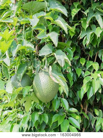 Durian fruit grows in a tree in Hanoi, Vietnam