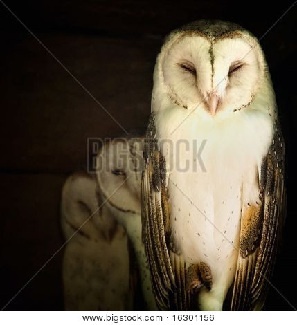仮面のフクロウと彼女の赤ちゃん