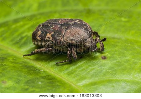 Cockchafer Beetle  Beetle runs on green leaf