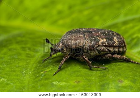 Cockchafer Beetle  Beetle runs on green leaf