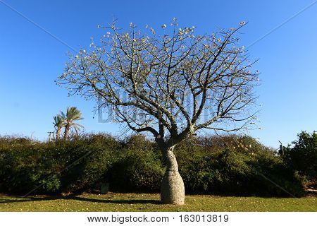 The trunk and large branches covered with cotton tree is very large, prickly thorns.