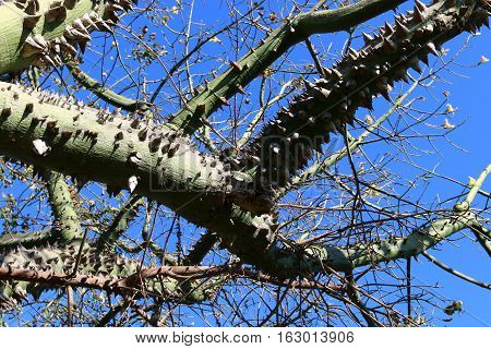 The trunk and large branches covered with cotton tree is very large, prickly thorns.