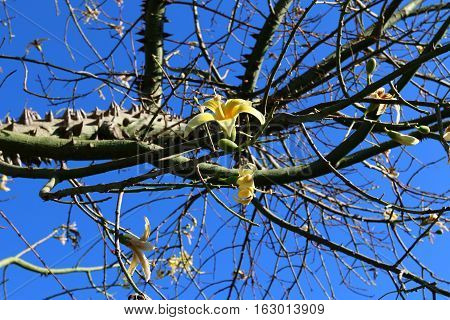 The trunk and large branches covered with cotton tree is very large, prickly thorns.