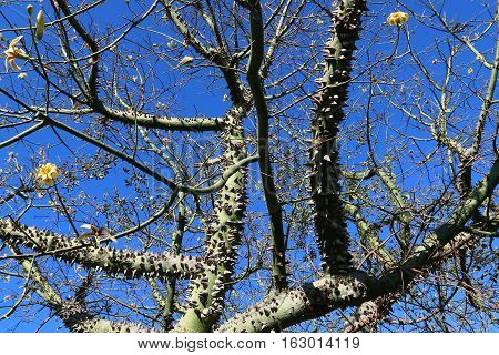 The trunk and large branches covered with cotton tree is very large, prickly thorns.
