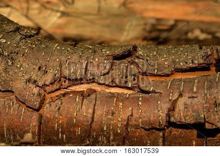 Natural wooden background. Brown wooden bark. Timber.