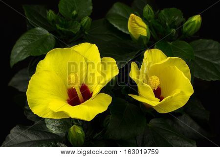 Close-up of yellow sinensis hibiscus flower. Photography of nature.