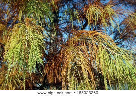 The foliage of Japanese cedar tree (Cryptomeria japonica) in Joliet, Illinois during November.