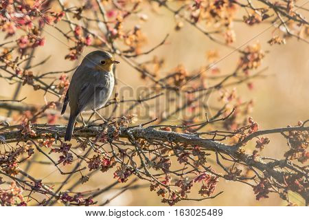 Robin Redbreast (erithacus Rubecula)