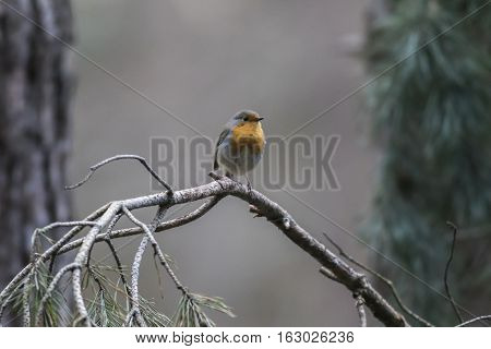 Robin Redbreast (erithacus Rubecula)