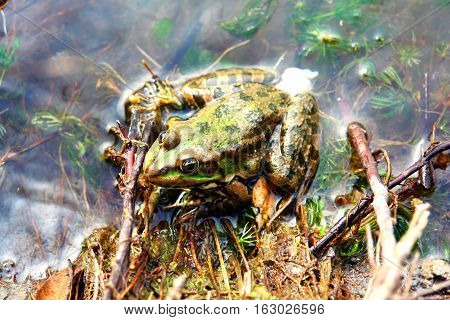 Green Frog sitting in shallow water 2
