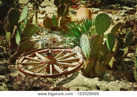 Image of an Old Wooden Wagon Wheel among Cacti
