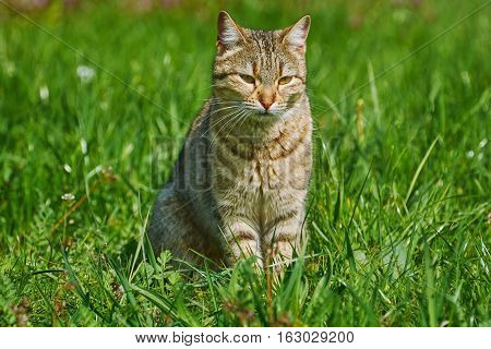 Outbred Cat Sitting On The Green Grass