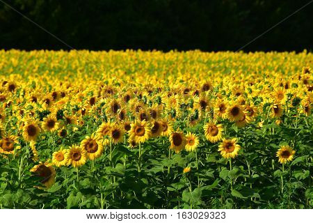 A field of sunflowers (Helianthus sp.) in southern Ontario