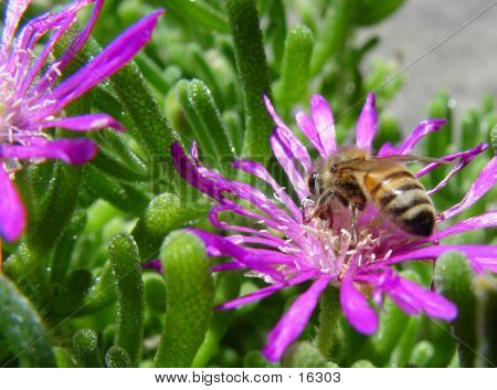 上一朵花的蜜蜂