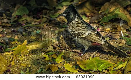 beautiful bulbul Pycnonotus barbatuspas-serine red-vented bulbul song bird on jungle floor