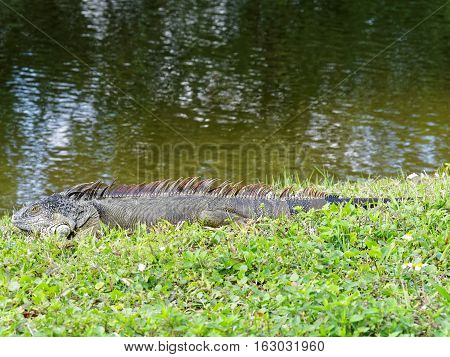 Full length Green Iguana in grass by lake in South Florida