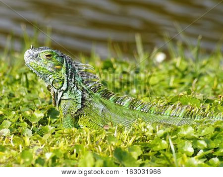 Baby Green Iguana camouflaged in grass by a lake in South Florida