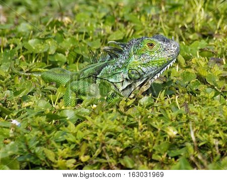 Baby Green Iguana blending in with the green grass