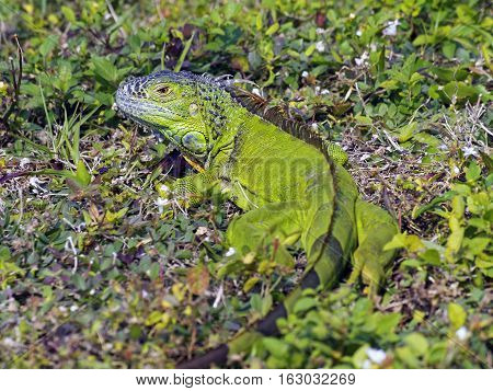 Juvenile Green Iguana in grass full body and striped tail in photo