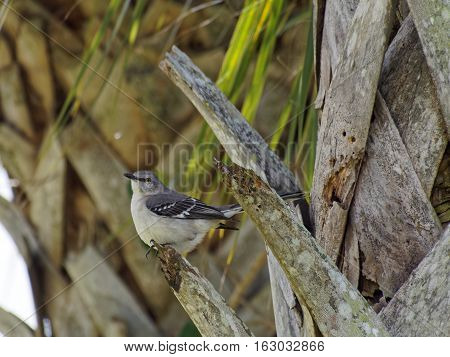 Northern Mockingbird State Bird of Florida Texas Arkansas Tennessee South Carolina and Mississippi perching on ledge of Florida State Tree Sabal Palm