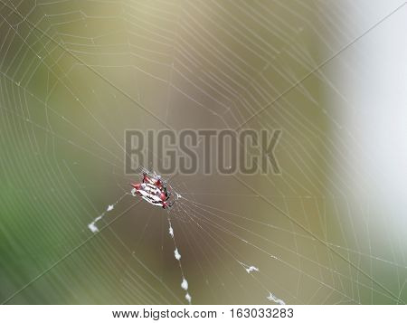 Spiny Orb-weaver spider weaving in center of web