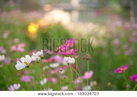 Beautiful cosmos flowers with sunlight near river.