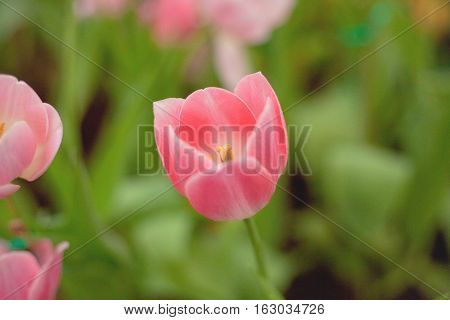 Beautiful pink tulips  flower in garden from Thailand.