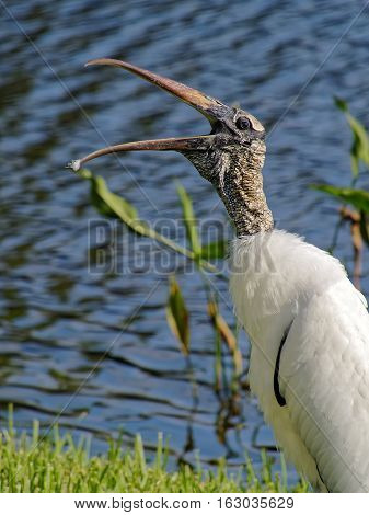 Woodstork leaning forward beak open wide feather dust on tip of beak