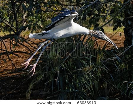 Woodstork just after taking off of the ground flying in Florida Wetlands