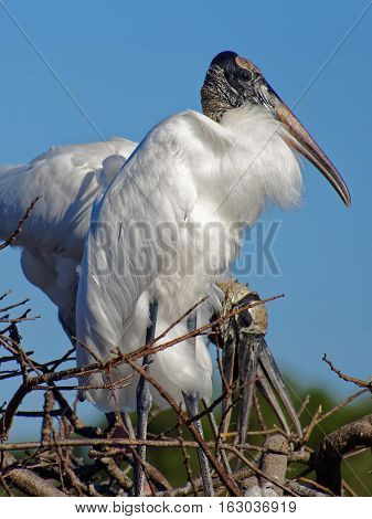 Woodstork standing proud and tall in nest with other woodstorks