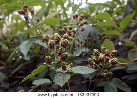 Blackberries ripen on thornless blackberry plants in a garden in Joliet, Illinois during June.