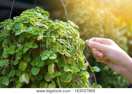 Female hand on Mint leaves, Agriculture,garden concept