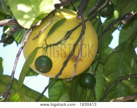 Pompelmo