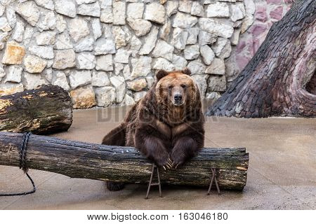 portrait of a brown bear in the Moscow zoo