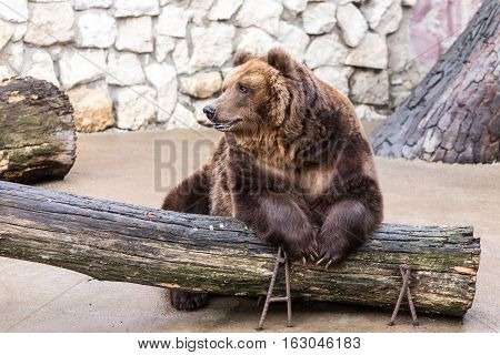 portrait of a brown bear in the Moscow zoo