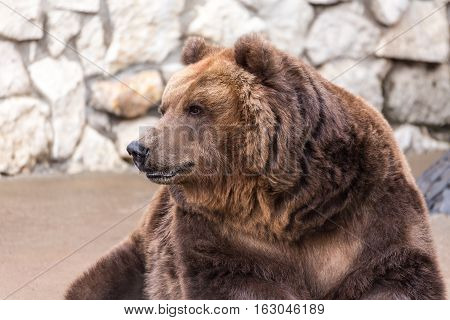 portrait of a brown bear in the Moscow zoo
