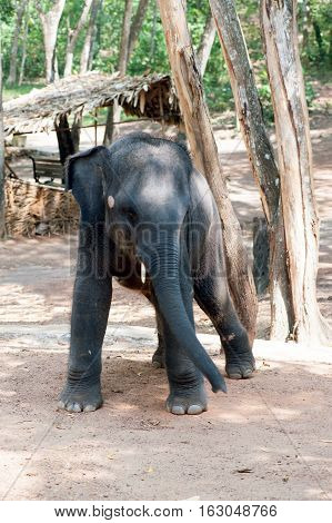 Elephant waiting for feeding at Kottoor Kappukadu Elephant Rehabilitation Centre Kerala India