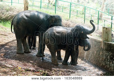 Bathing time for elephant in a lake with gadman at Kottoor Kappukadu Elephant Rehabilitation Centre Kerala India