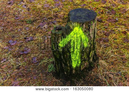 Stump with a green arrow in a wood