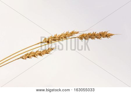 three rye spikelets on a white background